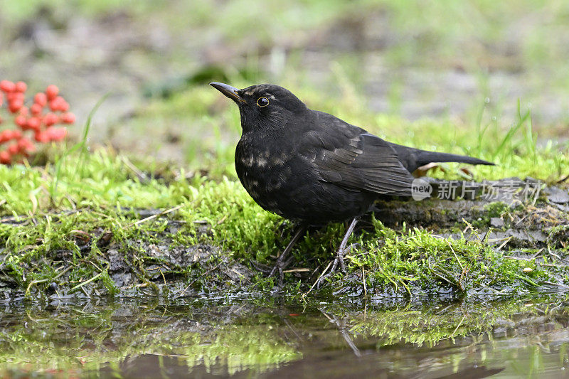 黑鸟（Turdus merula）